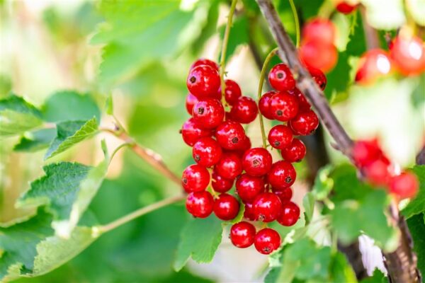 Punane sõstar 'Jonkheer van Tets' P23 70cm