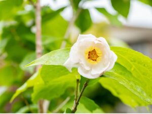 Hiina vürtspõõsas P19