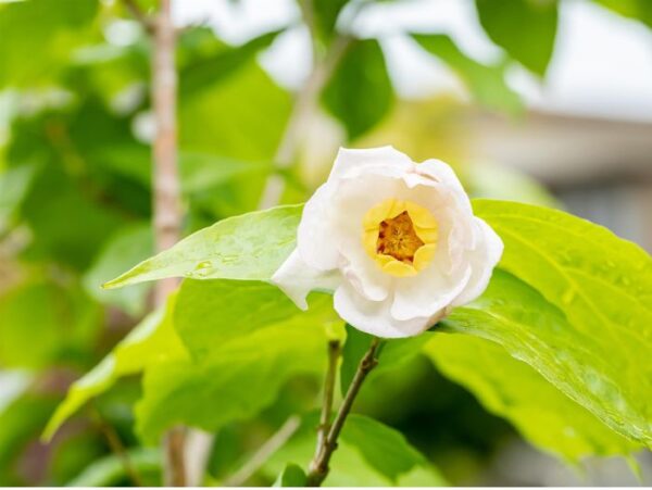 Hiina vürtspõõsas P19