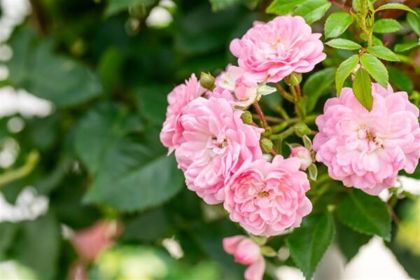 Pinnakatteroos 'The Fairy' P13