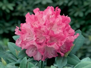 Rododendron ‘Anuschka’ P23  20-25cm