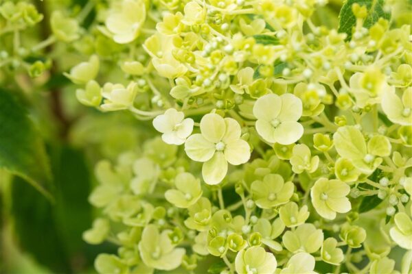 Aedhortensia 'Bobo' P19 50cm