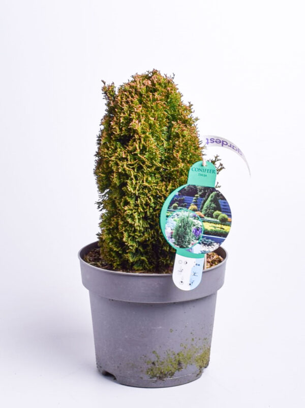 Harilik elupuu 'Maks' P26 30-35cm