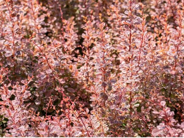 Thunbergi kukerpuu 'Rose Glow' P19