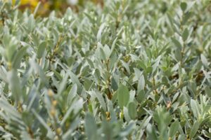 Helveetsia paju P21 80cm tüvel