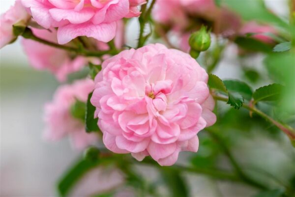 Pinnakatteroos 'The Fairy' P13