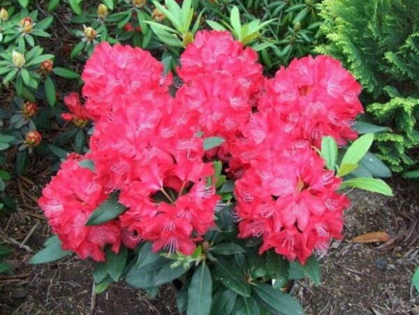 Rododendron 'Wladyslaw Jagiello/Royal Red' P32