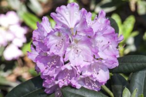 Rododendron ‘Snipe’ P23 30cm