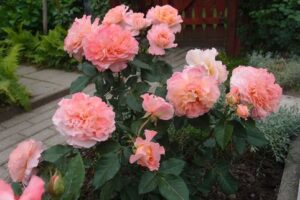 Peenraroos ‘Augusta Luise’ P19 30cm