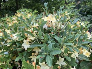 Asalea ‘Lemon Drop’ P30 60-80cm