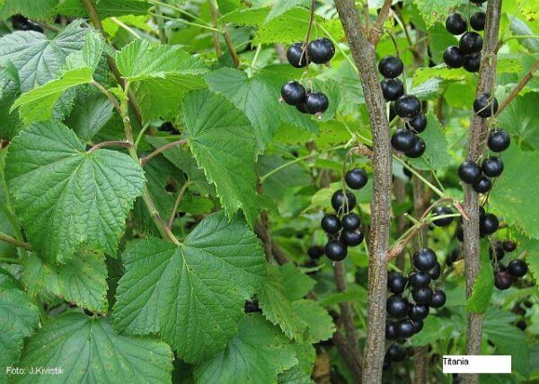 Must sõstar 'Titania' P23 60-70cm