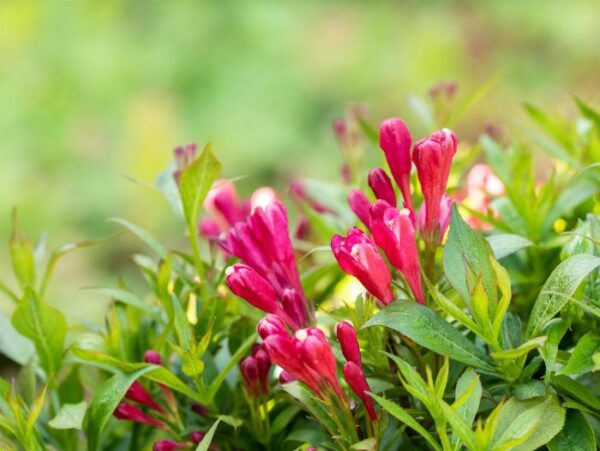 Veigela 'Picobella Rosso' P19