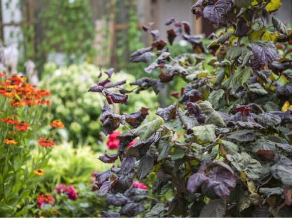 Harilik sarapuu 'Red Majestic' P52 90cm XXL