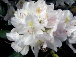 Rododendron ‘Album’ P23