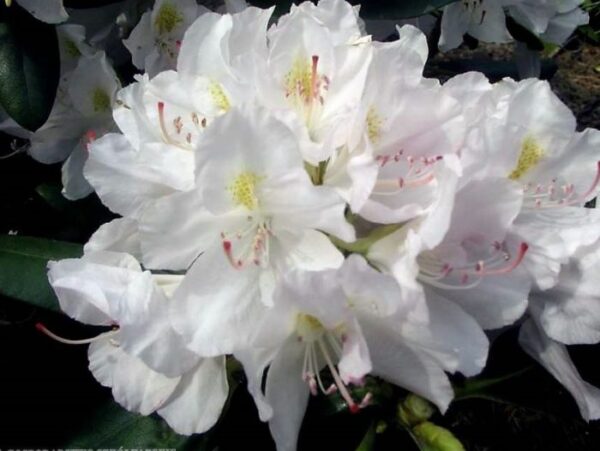 Rododendron 'Album' P23