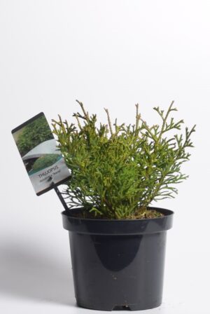 Hiibapuu ‘Nana’ P19 20-25cm