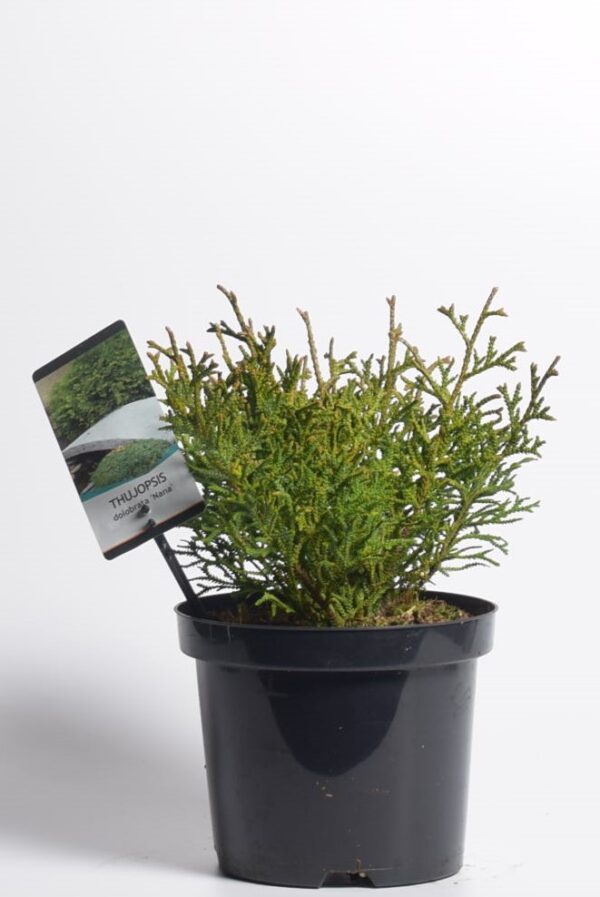 Hiibapuu 'Nana' P19 20-25cm