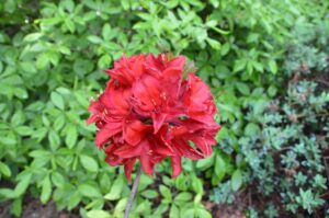 Asalea ‘Nabucco’ P23 50cm