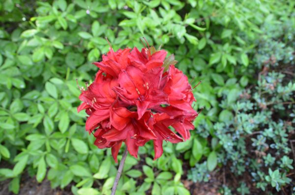 Asalea 'Nabucco' P23 50cm