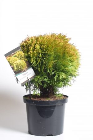 Harilik elupuu ‘Mirjam’ P23 30-40cm