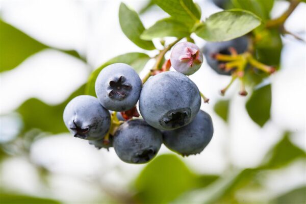 Kännasmustikas 'Patriot' P17