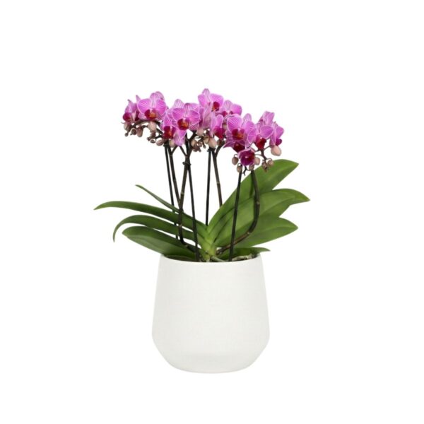 Kuuking 'Boquetto Pinko' P12 3-5 õievart erinevad