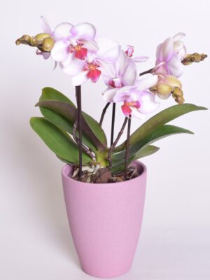 Kuuking ‘Mymonro Make Up’ P12 2-3 õievart