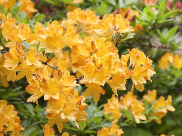 Pehme rododendron P17 20-30cm