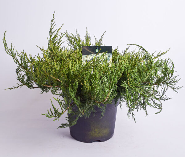 Roomav kadakas 'Agnieszka' P24 20-30cm