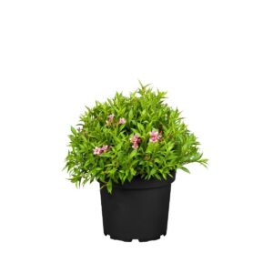 Veigela ‘Picobella Rosa’ P19