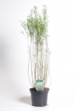 Punapaju ‘Nana’ P19 30-40cm