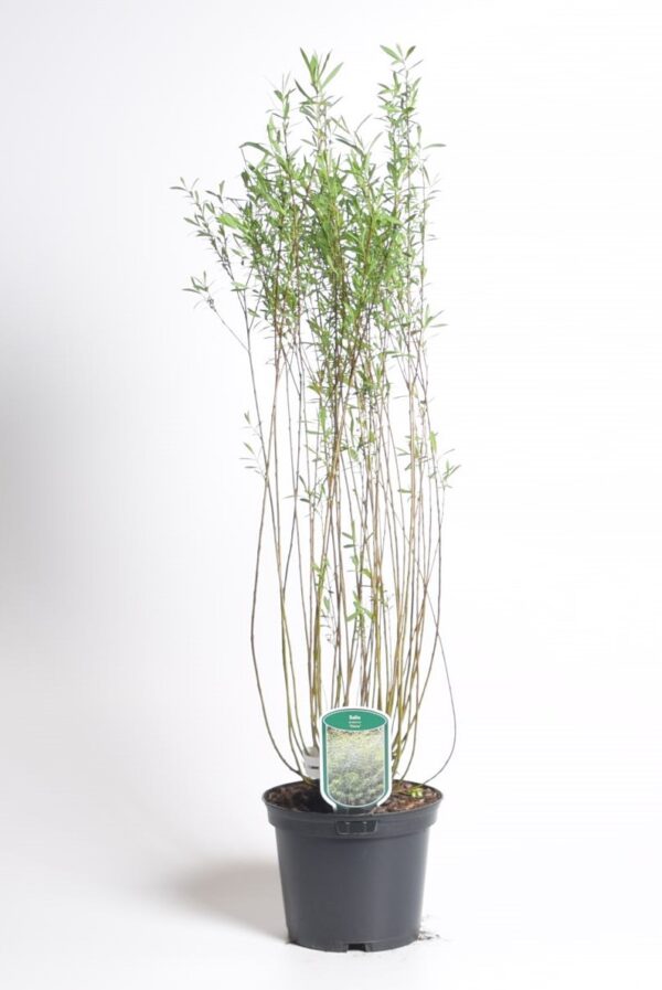 Punapaju 'Nana' P19 30-40cm