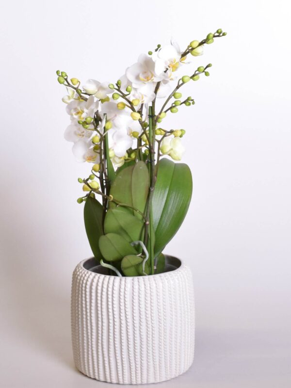 Kuuking 'Bambuso Inyo' P12