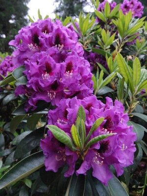 Rododendron ‘Rasputin’ P23
