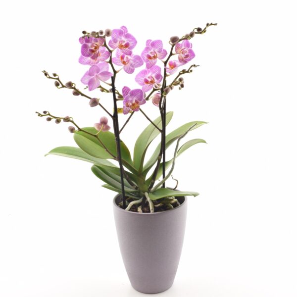 Kuuking 'Duetto Honeybee' P12 2õv