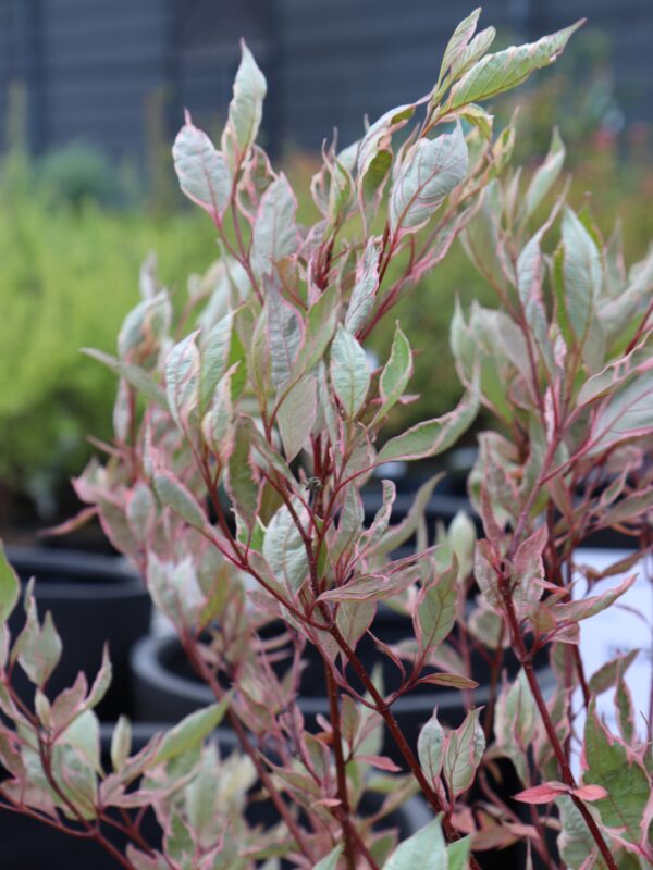 Siberi kontpuu 'Miracle' P19 40-50cm