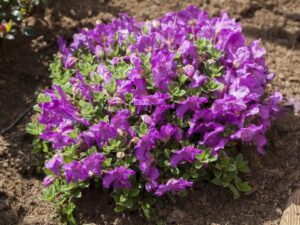 Tiibeti rododendron P17 20-25cm