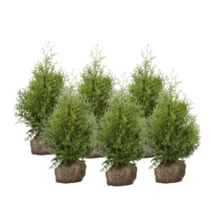 Harilik elupuu ‘Brabant’ 120-140cm mullapalliga 10tk/kmpl