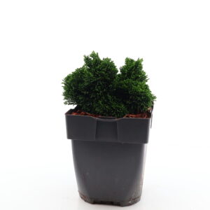 Tömbiokkaline ebaküpress ‘Nana Gracilis’ P15