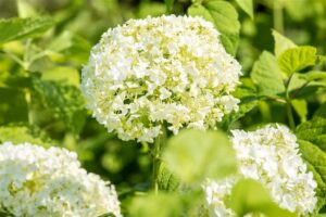 Puishortensia ‘Annabelle’ P20