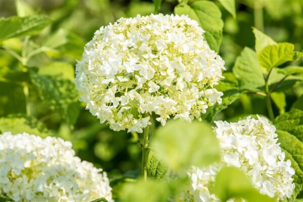 Puishortensia 'Annabelle' P20