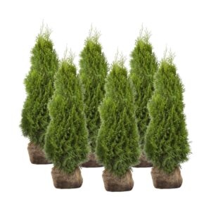 Harilik elupuu ‘Smaragd’ 180-200cm mullapalliga 15tk/kmpl