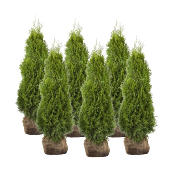 Harilik elupuu 'Smaragd' 180-200cm mullapalliga 15tk/kmpl