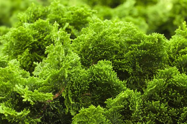 Tömbiokkaline ebaküpress 'Nana Gracilis' P15