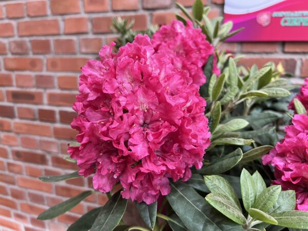 Rododendron 'Double Kiss' P23