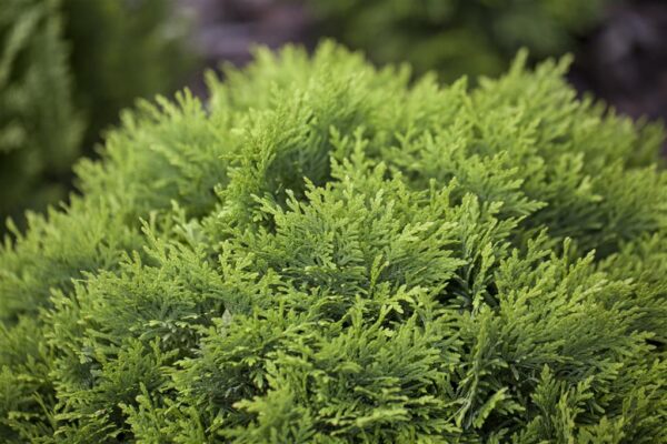 Harilik elupuu 'Danica' P13