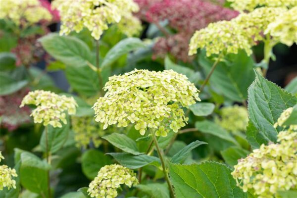 Puishortensia 'Lime Rickey' P19