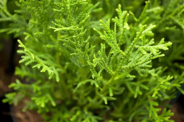 Hiibapuu 'Nana' P19 20-25cm