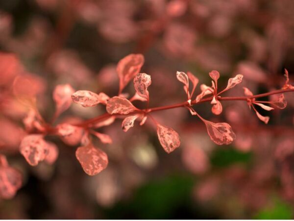 Thunbergi kukerpuu 'Rose Glow' P19