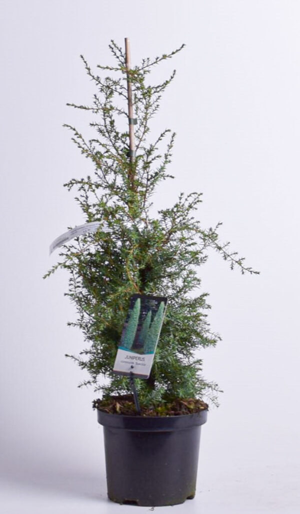 Harilik kadakas 'Suecica' P19 30-40cm